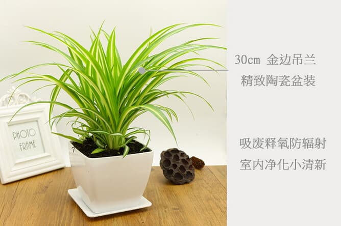 花卉绿植 盆栽花卉 绿色植物 一朵朵鲜花网