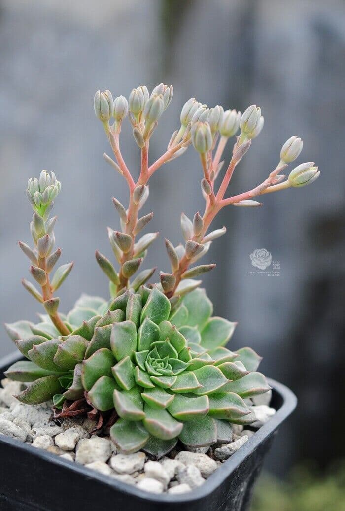 多肉植物怎么养 多肉植物夏季那点事 一朵朵鲜花网