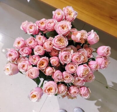 多头玫瑰 多头玫瑰花语 一朵朵鲜花 多头玫瑰 多头玫瑰花语 一朵朵鲜花