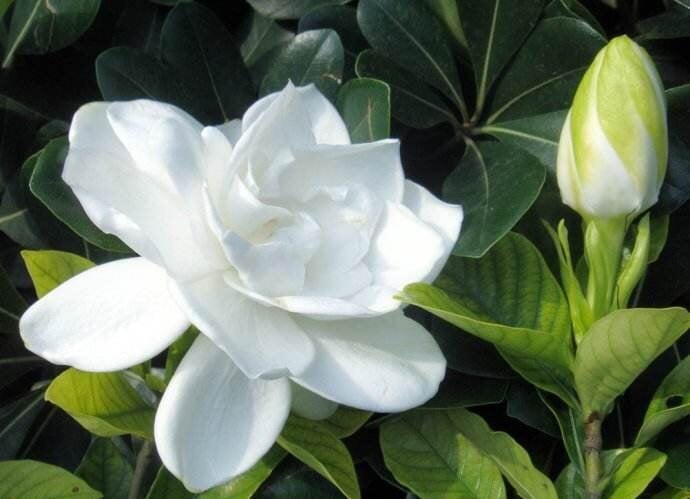 栀枝花花语 栀枝花花语是什么 一朵朵鲜花