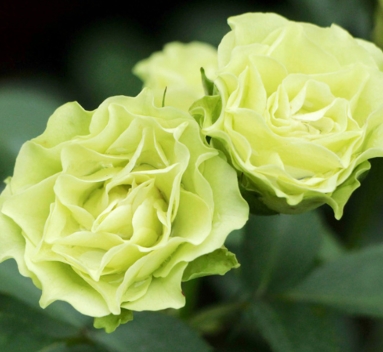 绿玫瑰花 绿玫瑰的花语 一朵朵鲜花