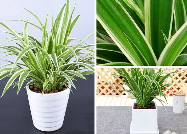 刚装修的房子里放点什么绿色植物适宜 一朵朵鲜花网