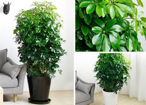 哪些绿色植物适合在室内养 一朵朵鲜花网