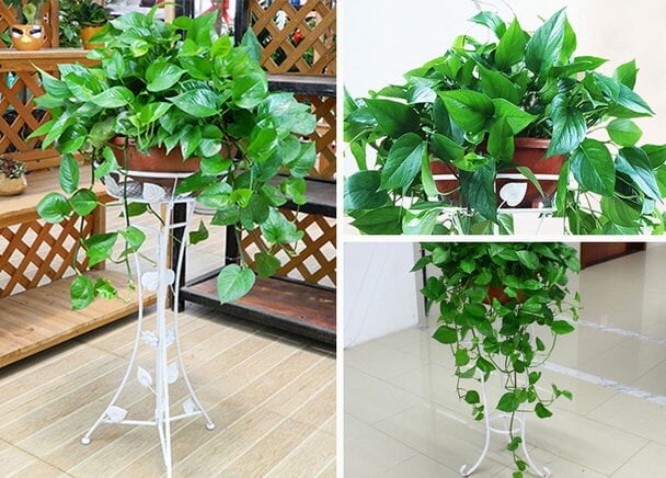 养不死 的办公室绿色植物 一朵朵鲜花网